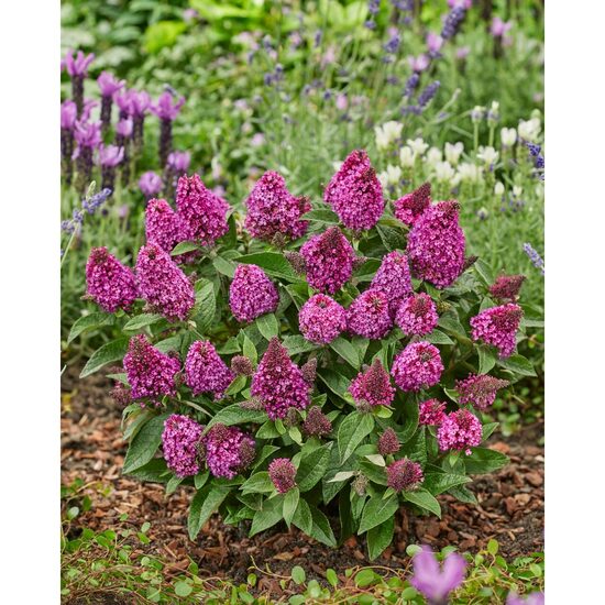 Buddleia davidii Little Rockstars Red